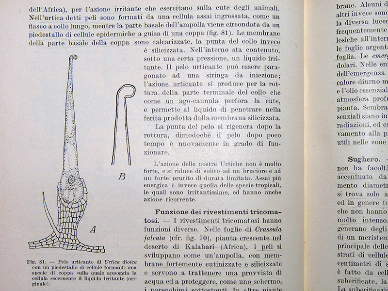 Gli aghi dell''Ortica